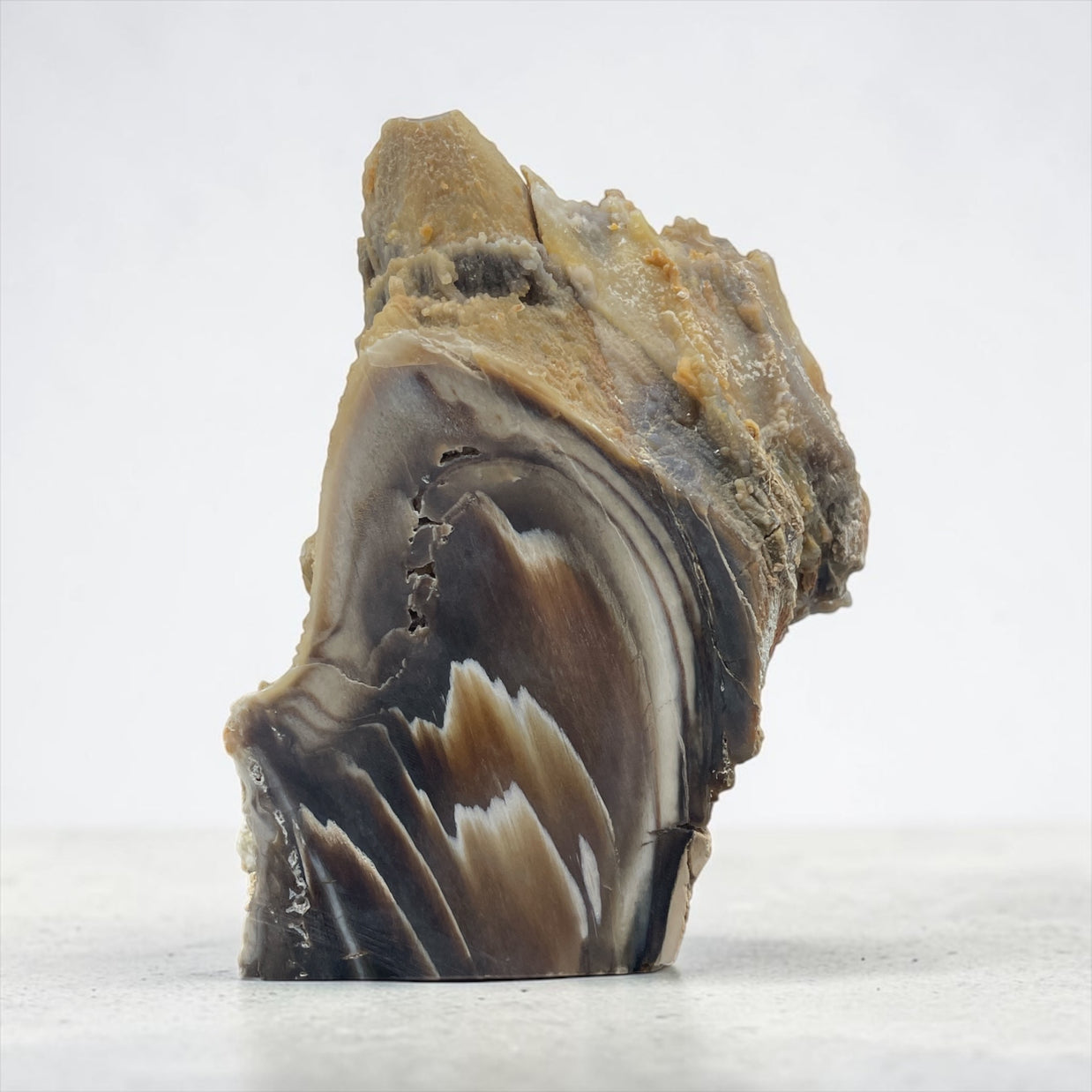 PNW Petrified Wood - Unpolished Specimen A