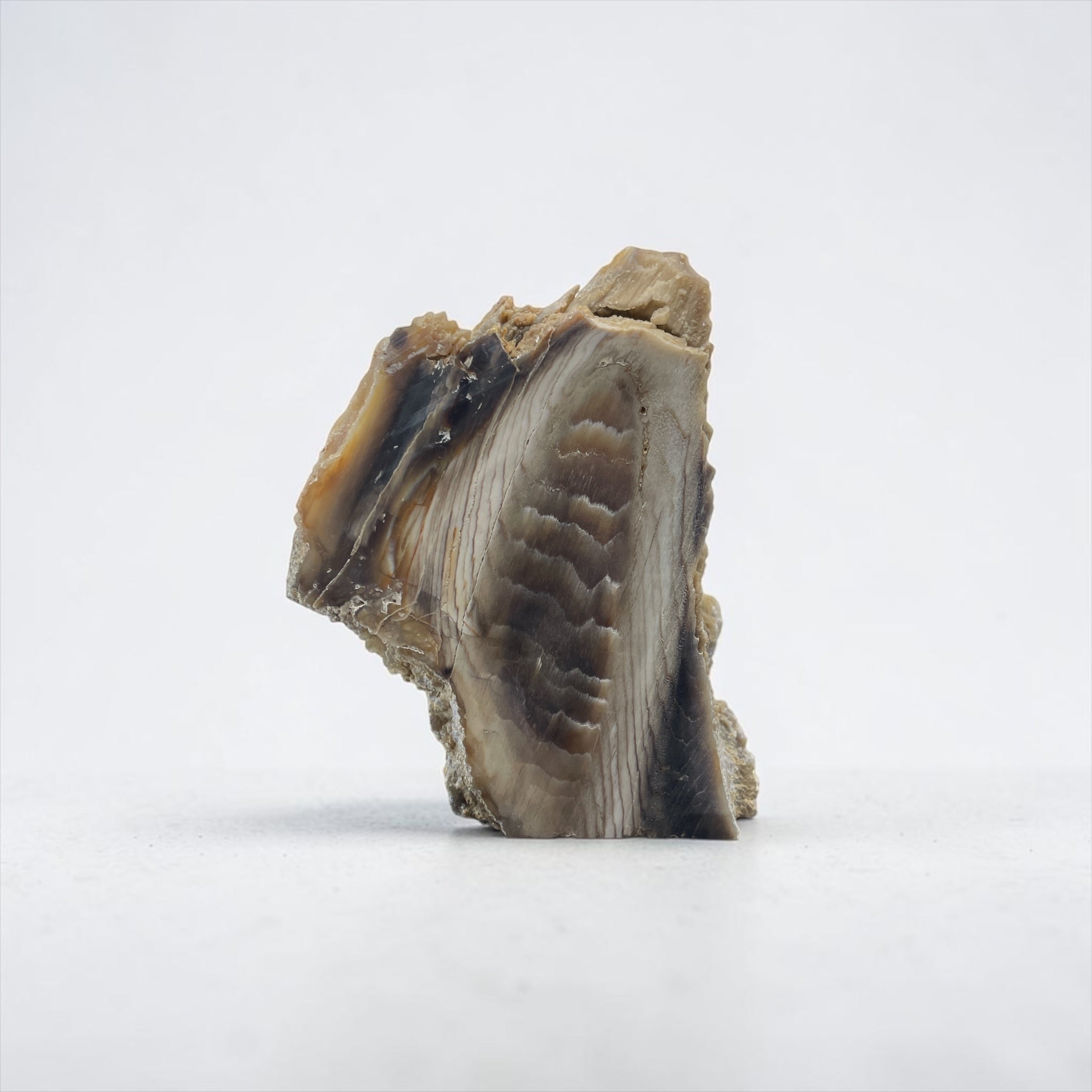 PNW Petrified Wood - Unpolished Specimen A