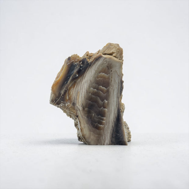 PNW Petrified Wood - Unpolished Specimen A