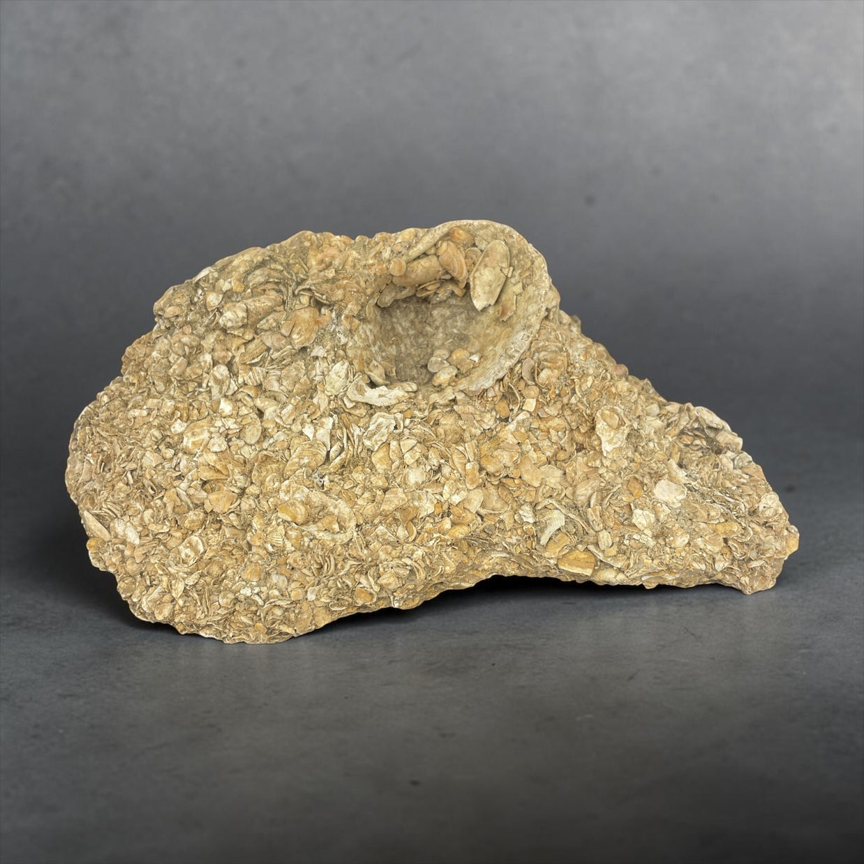 Coquina (Fossilized Shells w/ Calcium Carbonate)