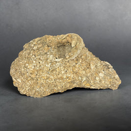 Coquina (Fossilized Shells w/ Calcium Carbonate)