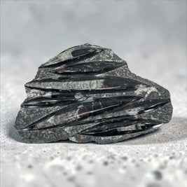 Large Orthoceras Fossil Plate A