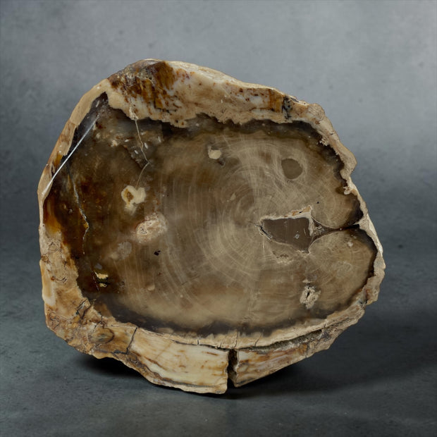 PNW Petrified Wood Log