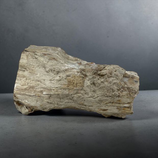 PNW Petrified Wood Log