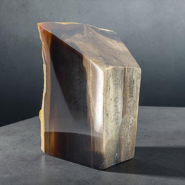 PNW Petrified Wood w/ polished 4 sides