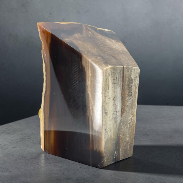 PNW Petrified Wood w/ polished 4 sides
