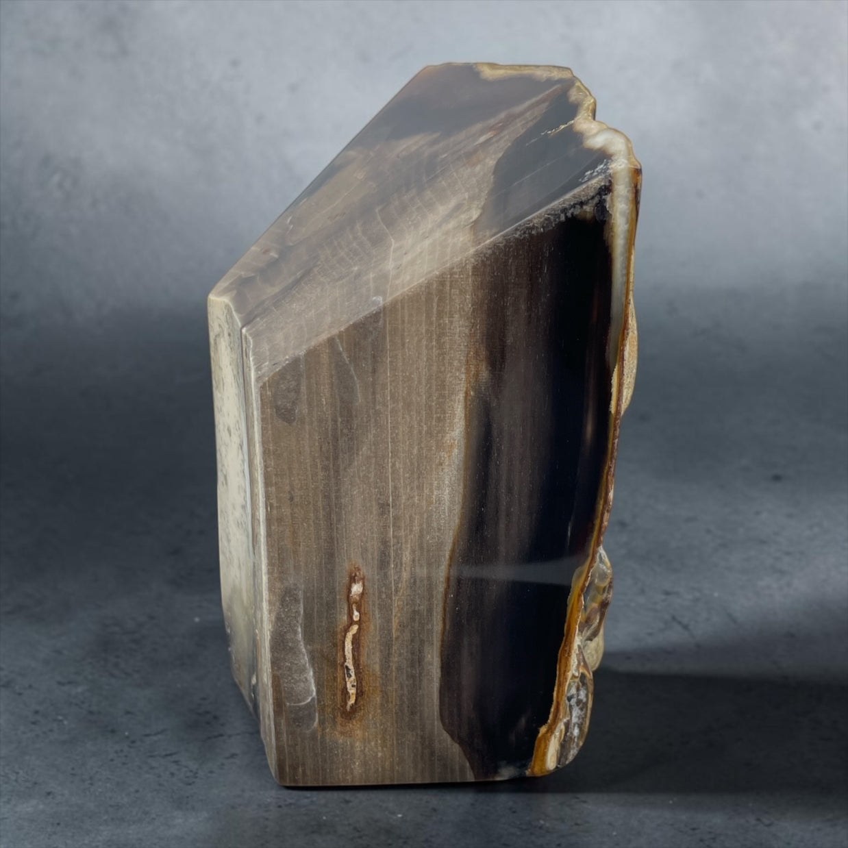 PNW Petrified Wood w/ polished 4 sides