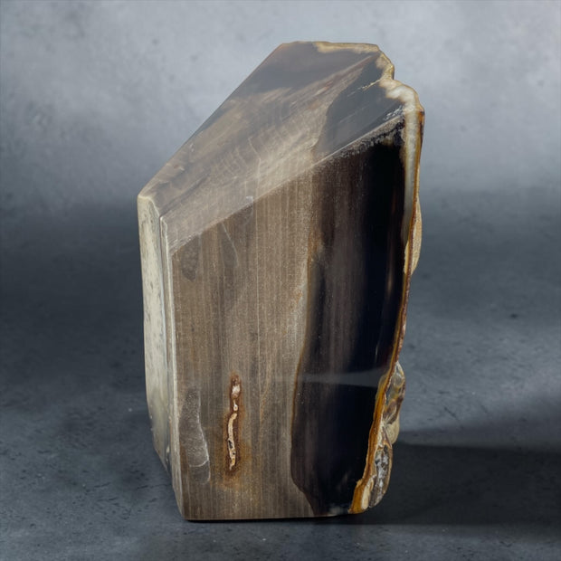 PNW Petrified Wood w/ polished 4 sides