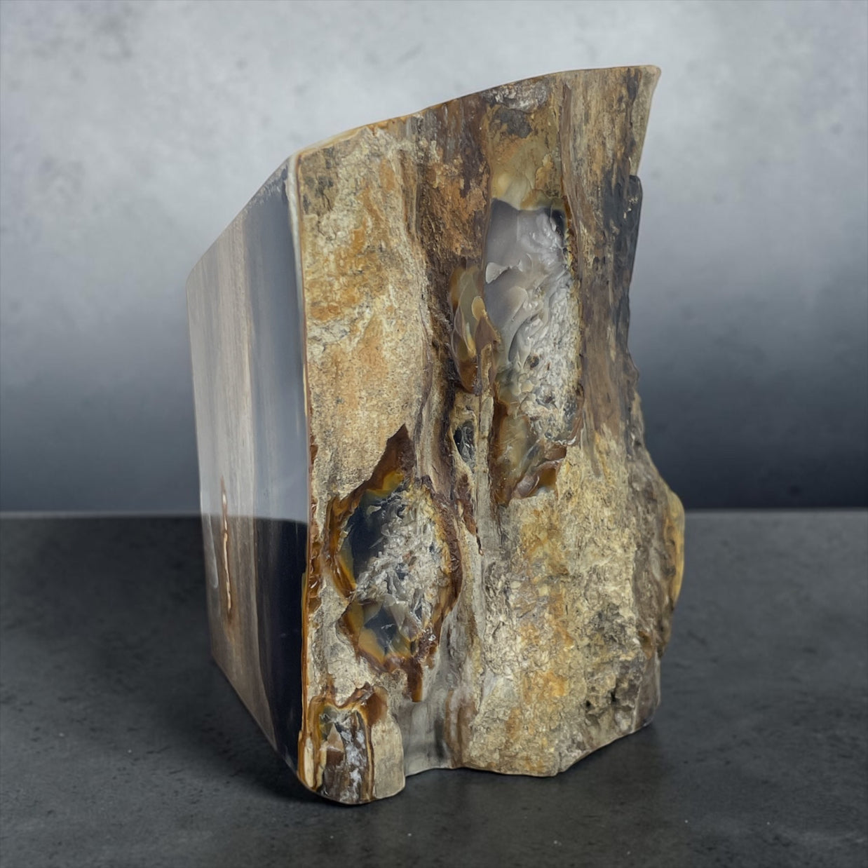 PNW Petrified Wood w/ polished 4 sides