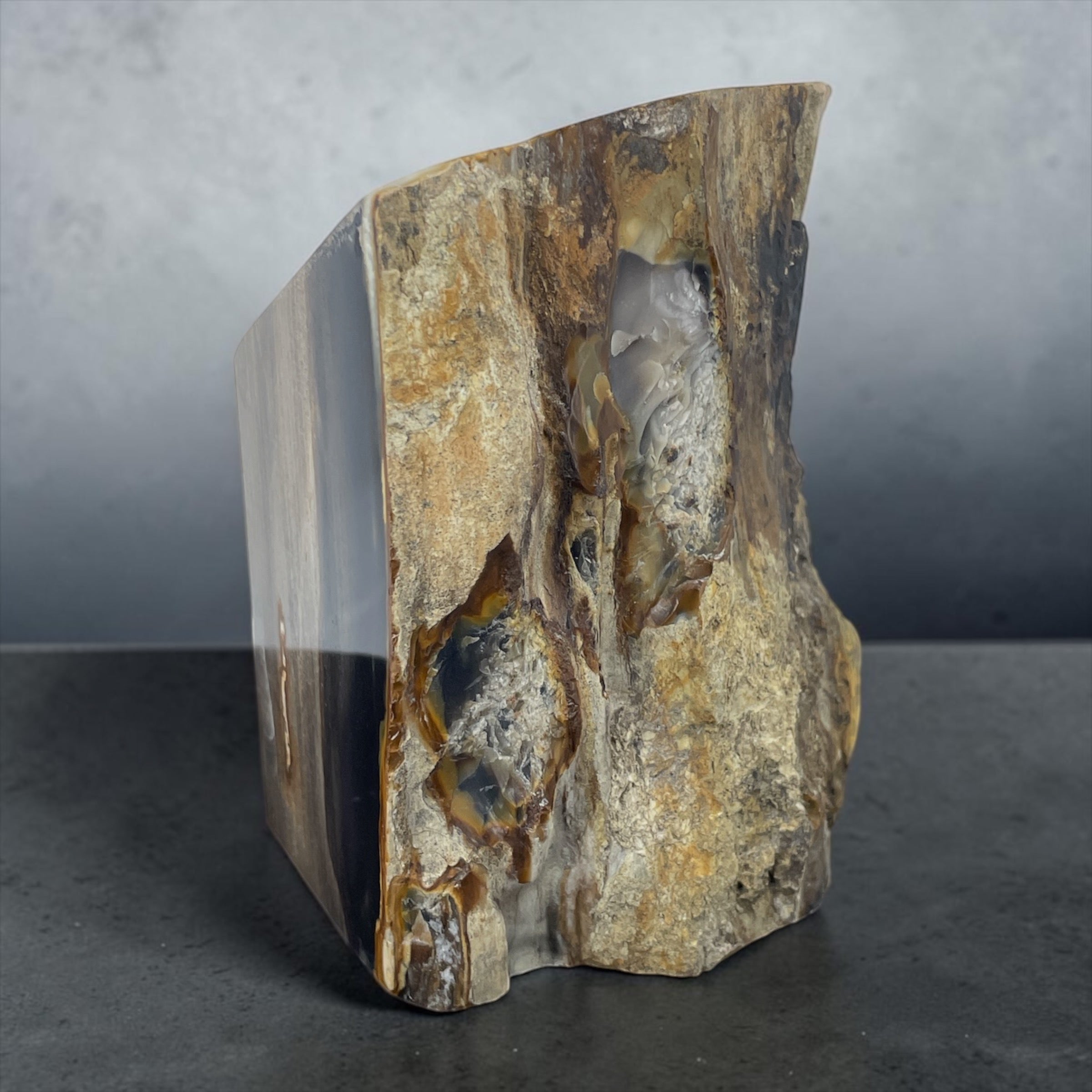 PNW Petrified Wood w/ polished 4 sides