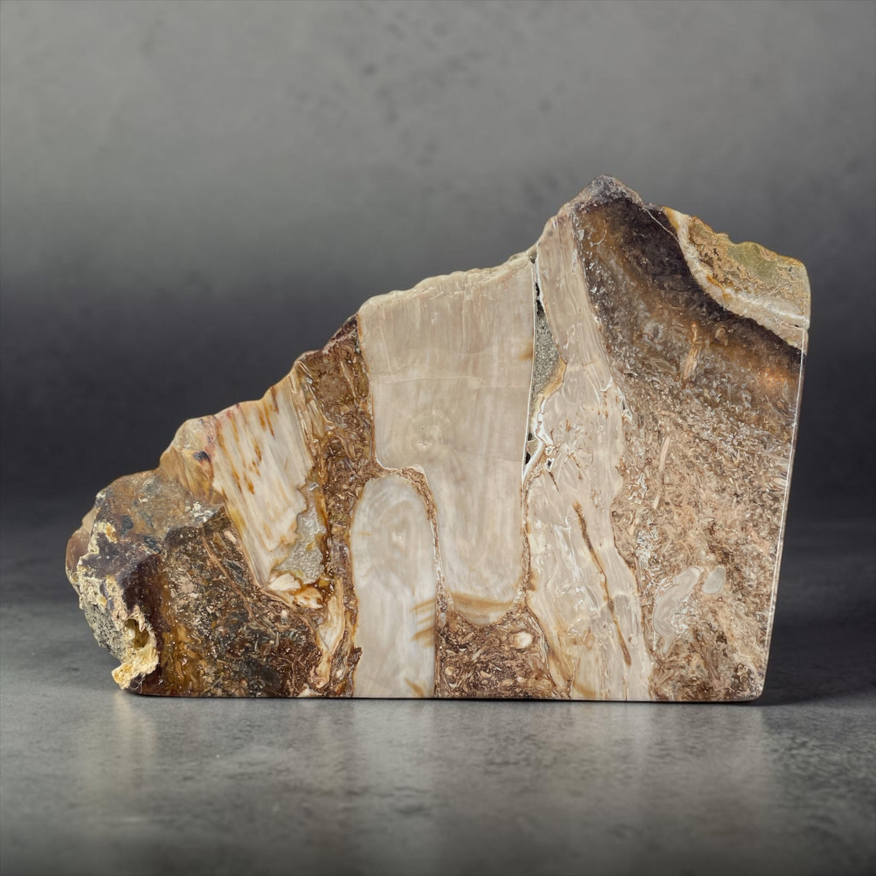 PNW Petrified Wood w/ Root Wad and polished 3 sides