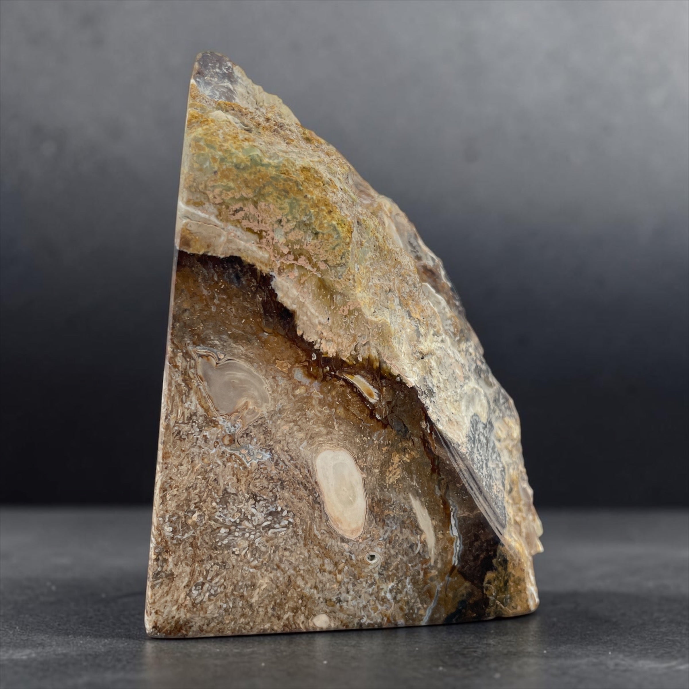 PNW Petrified Wood w/ Root Wad and polished 3 sides