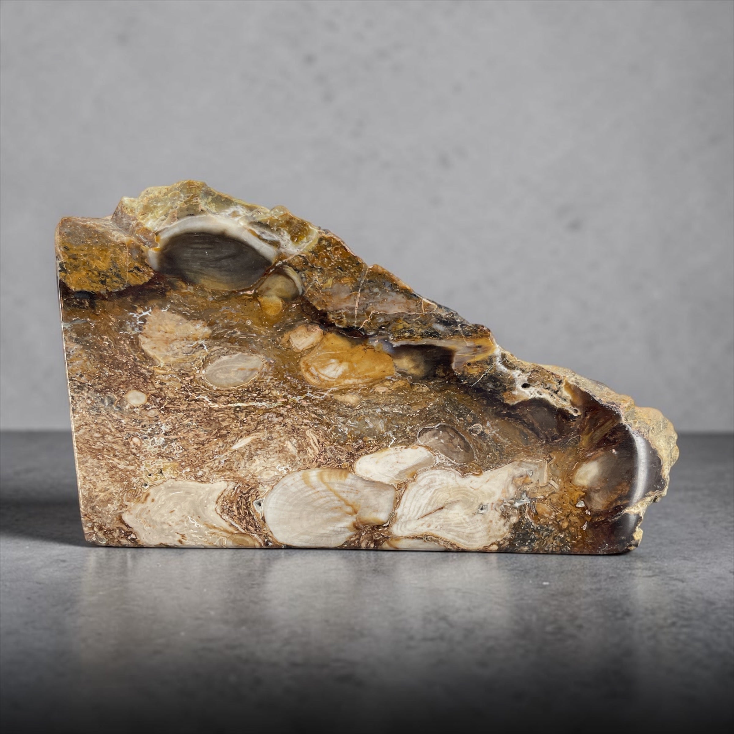 PNW Petrified Wood w/ Root Wad and polished 3 sides