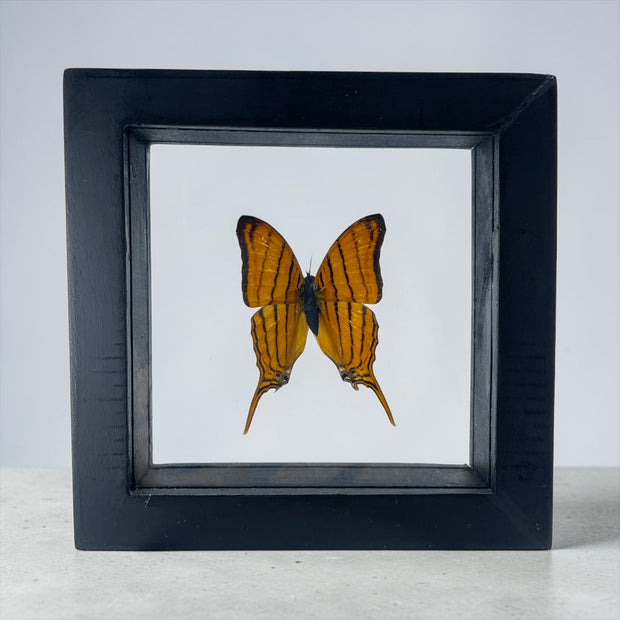 Marpesia Berania Butterfly Specimen C