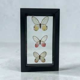 Glass Wing Trio Butterfly Specimens in Frame