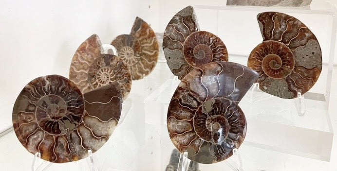Ammonite - 1 piece