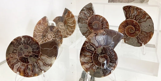 Ammonite - 1 piece