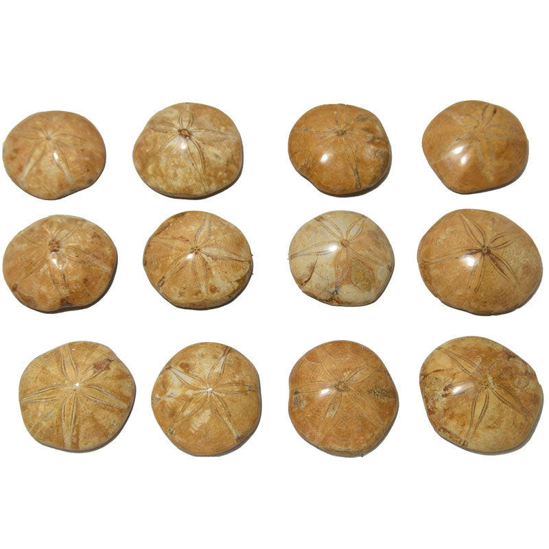 Fossil Sand Dollar, Madagascar - 1 piece