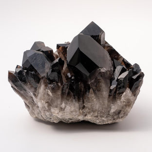 Showpiece Extra Dark 