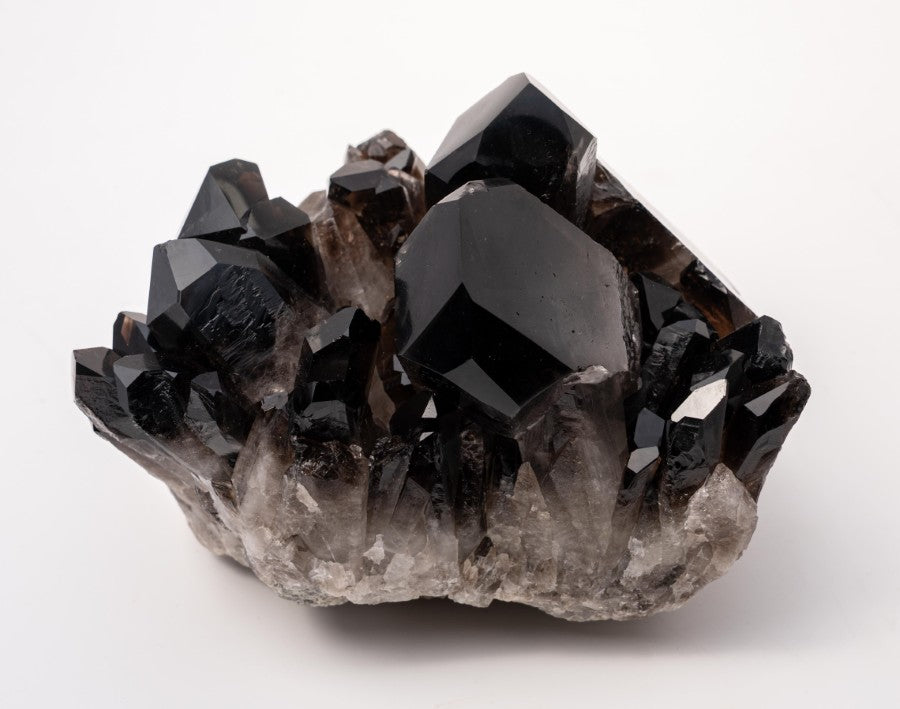 Showpiece Extra Dark 