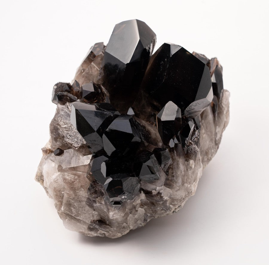 Showpiece Extra Dark 