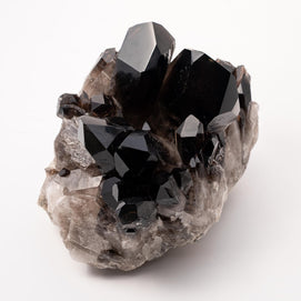 Showpiece Extra Dark 