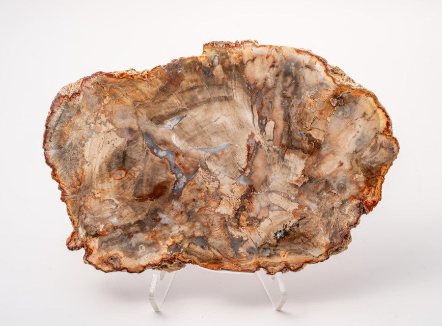 Sliced Madagascar Petrified Wood - 5