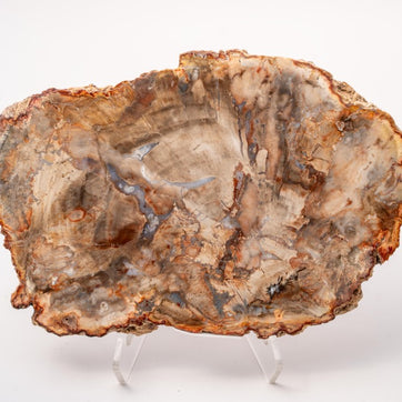 Sliced Madagascar Petrified Wood - 5