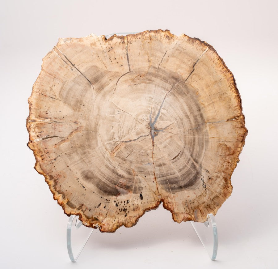 Sliced Madagascar Petrified Wood - 9