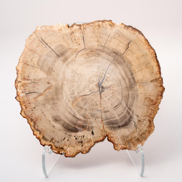 Sliced Madagascar Petrified Wood - 9"