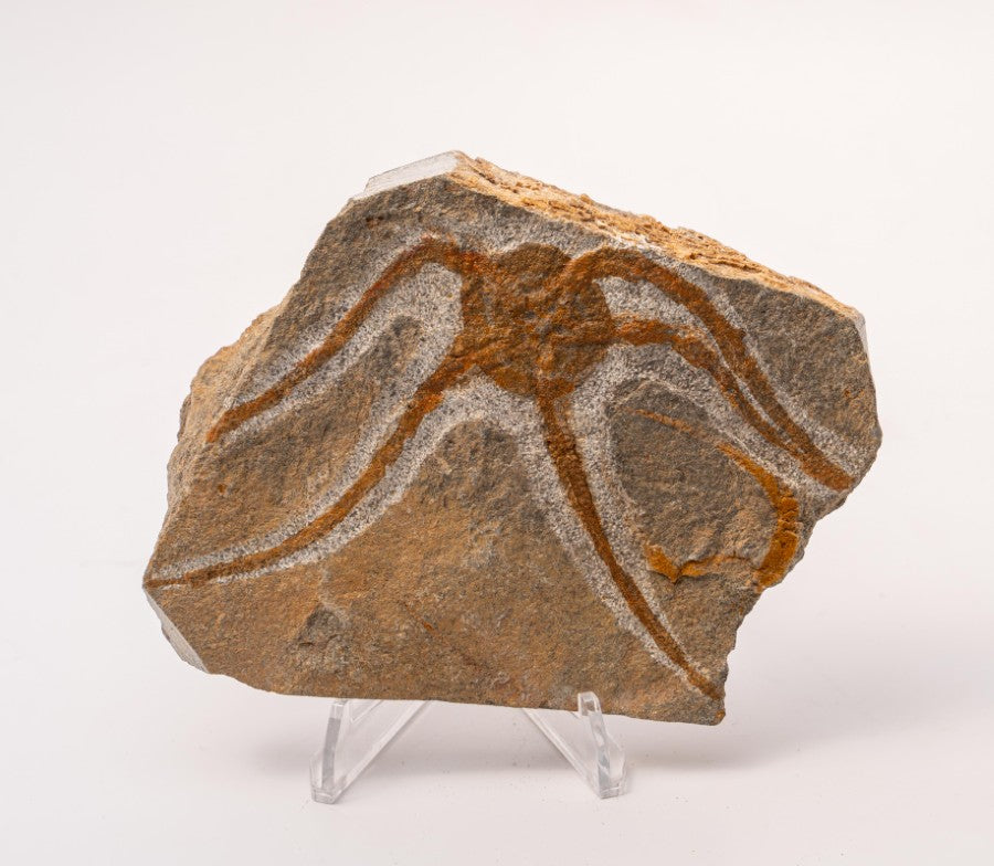 Brittle Star Fossil Specimen - 4.5