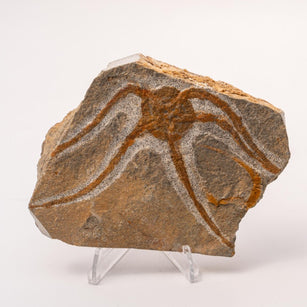 Brittle Star Fossil Specimen - 4.5
