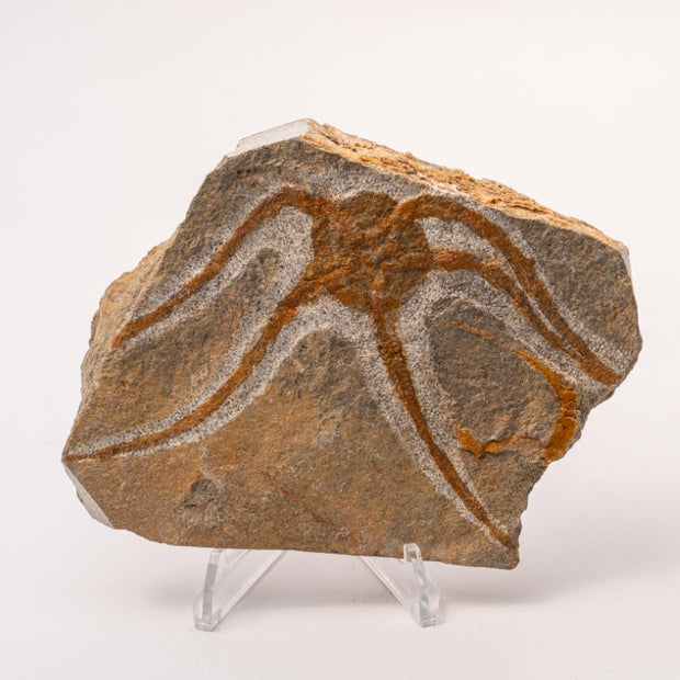 Brittle Star Fossil Specimen - 4.5"