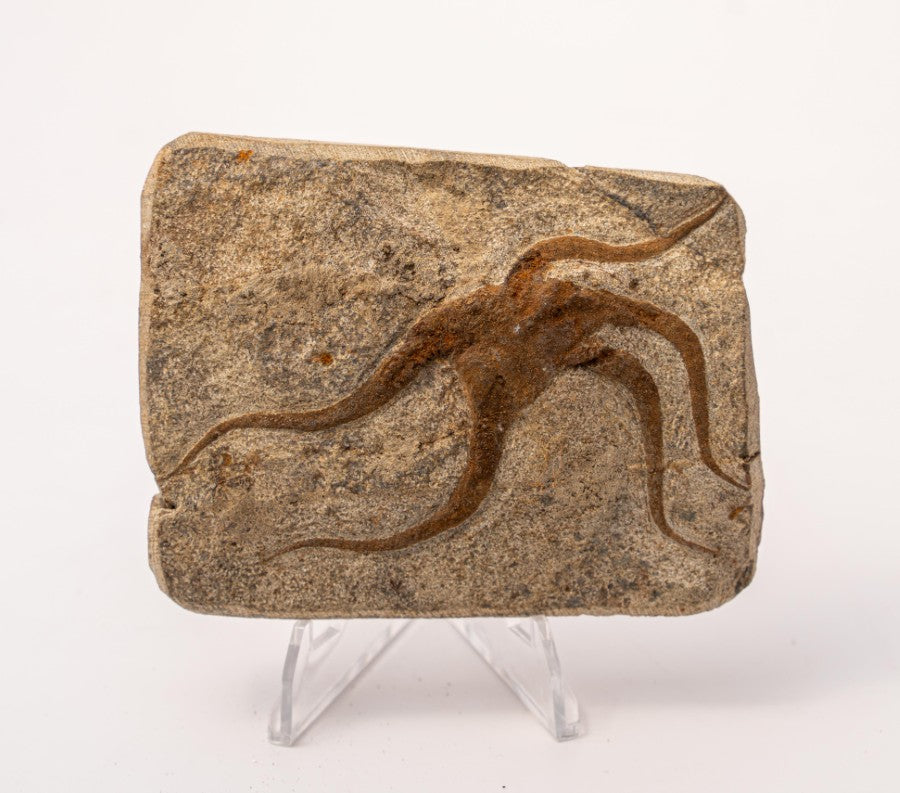 Brittle Star Fossil Specimen - 3.5"