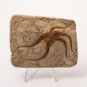 Brittle Star Fossil Specimen - 3.5