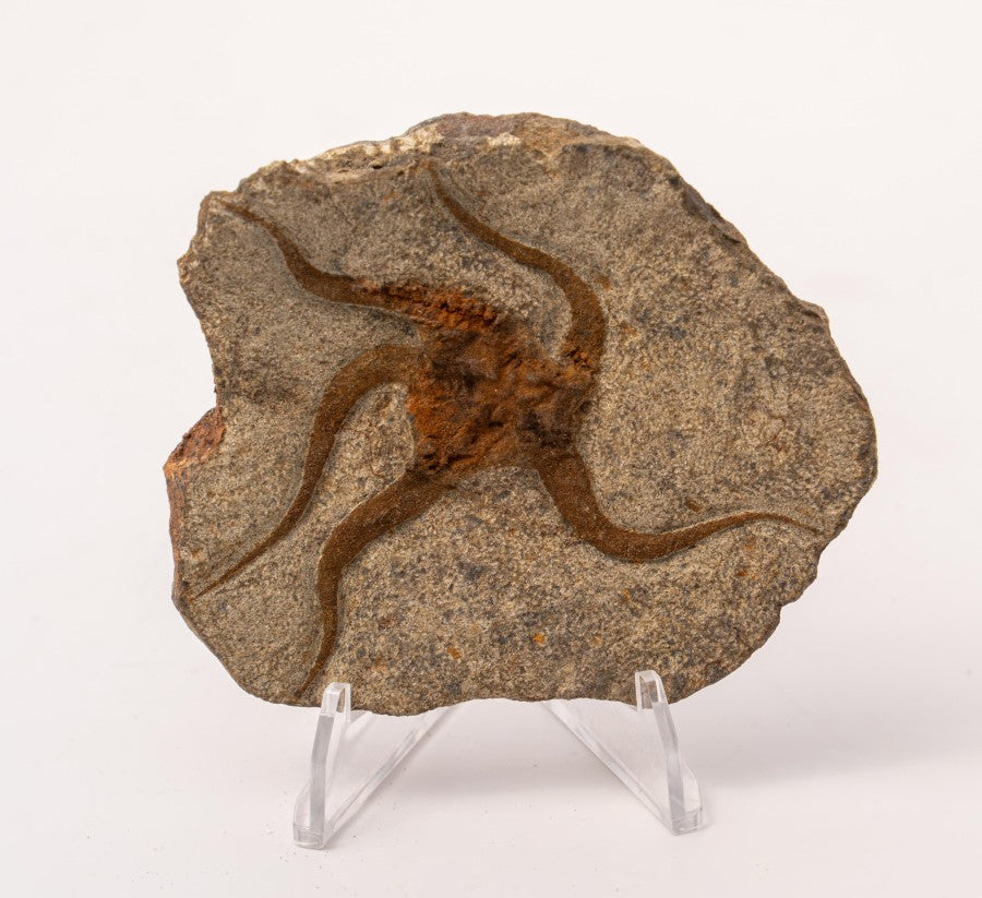 Brittle Star Fossil Specimen - 3