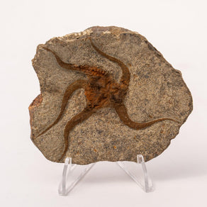 Brittle Star Fossil Specimen - 3