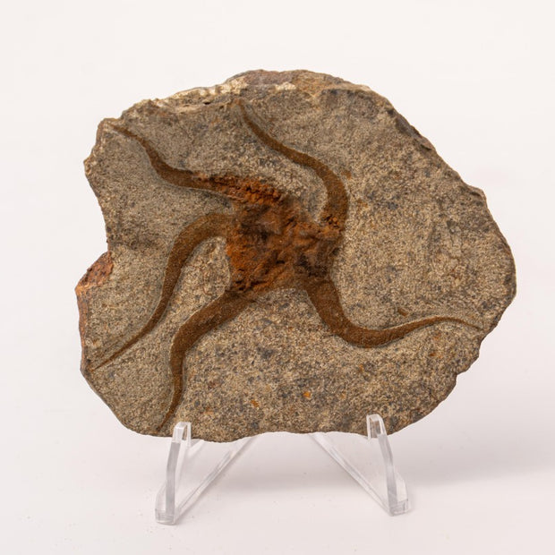 Brittle Star Fossil Specimen - 3"