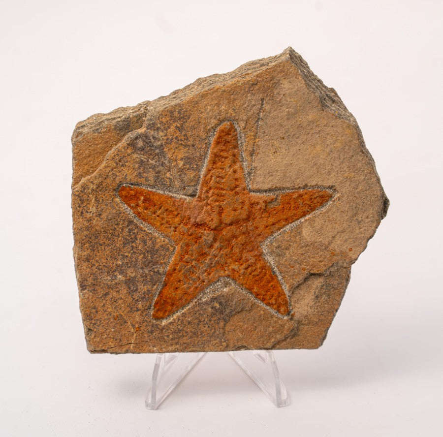 Starfish Fossil Specimen - D