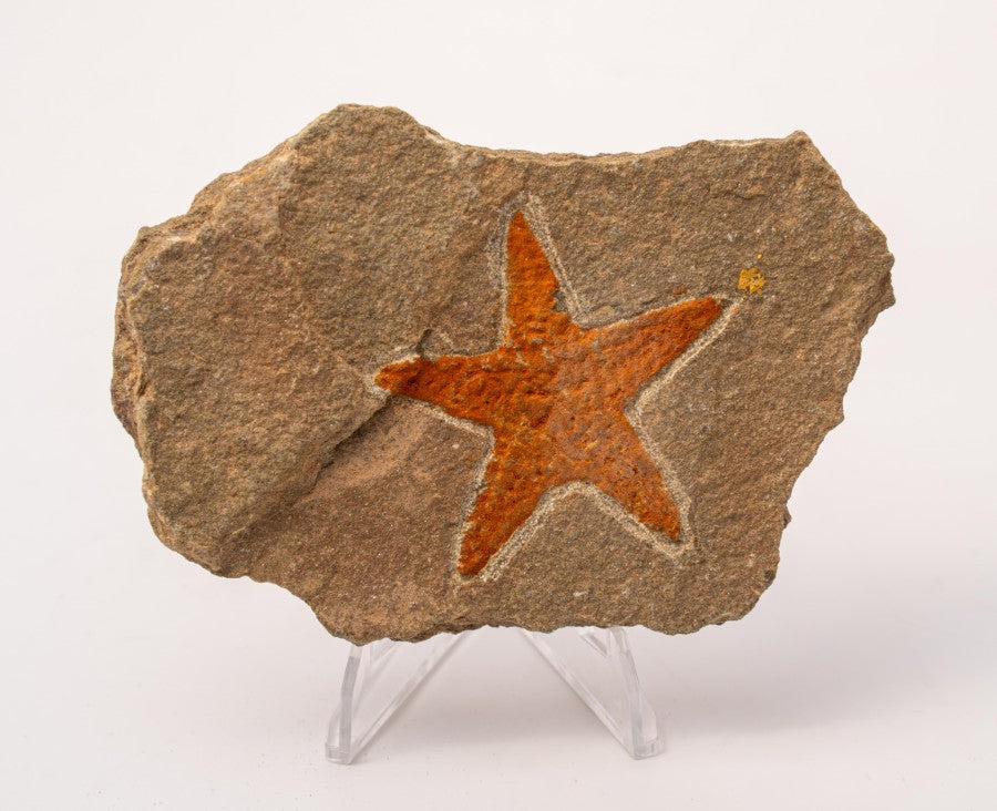 Starfish Fossil Specimen - B