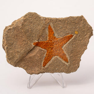 Starfish Fossil Specimen - B