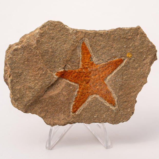 Starfish Fossil Specimen - B