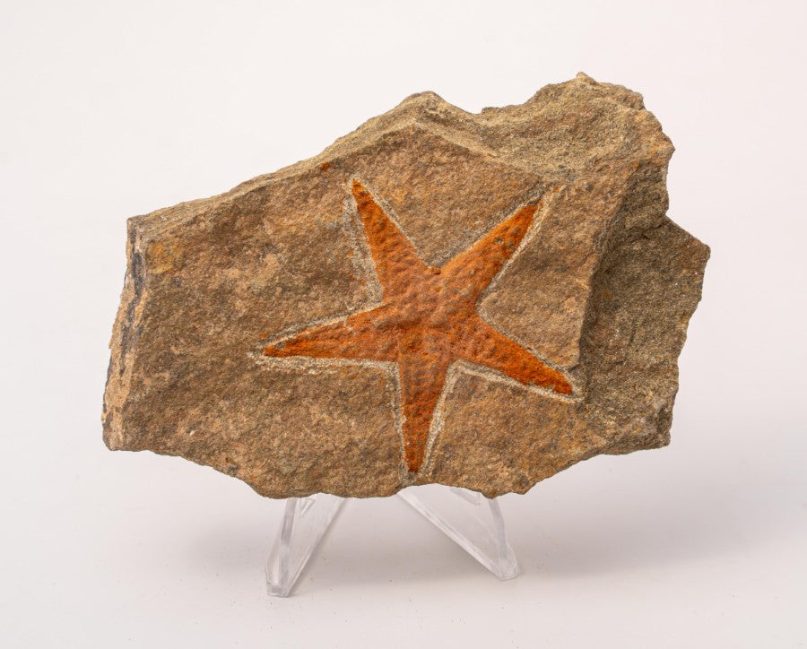 Starfish Fossil Specimen - A