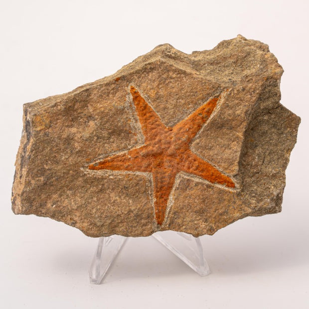 Starfish Fossil Specimen - A