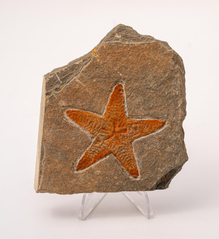 Starfish Fossil Specimen - C