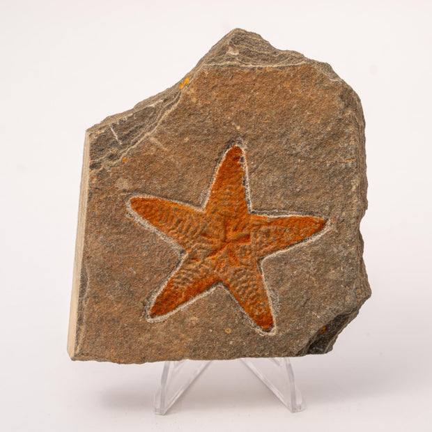 Starfish Fossil Specimen - C