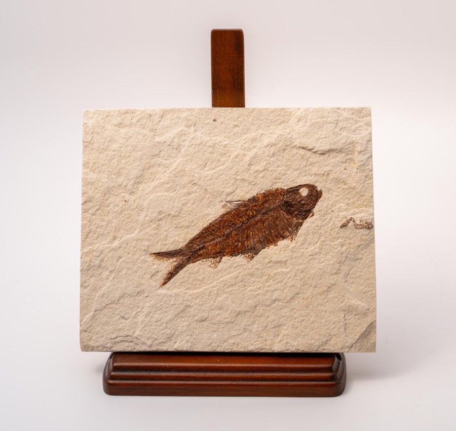 Knightia Fossil Plate - Wyoming State Fish Fossil A