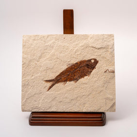 Knightia Fossil Plate - Wyoming State Fish Fossil A
