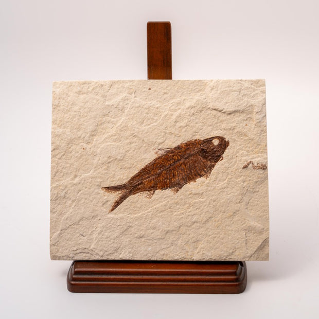 Knightia Fossil Plate - Wyoming State Fish Fossil A
