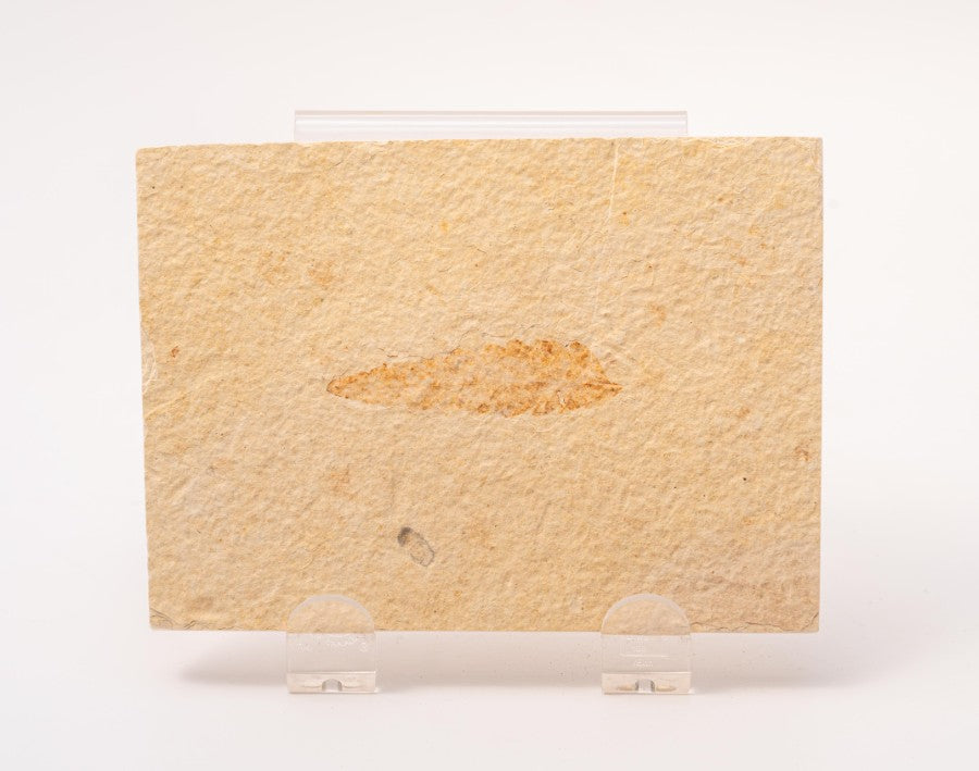 Rhus (Sumac) Leaf Fossil Plate - Wyoming